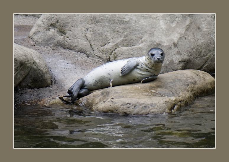 Nachwuchs bei den Seehunden