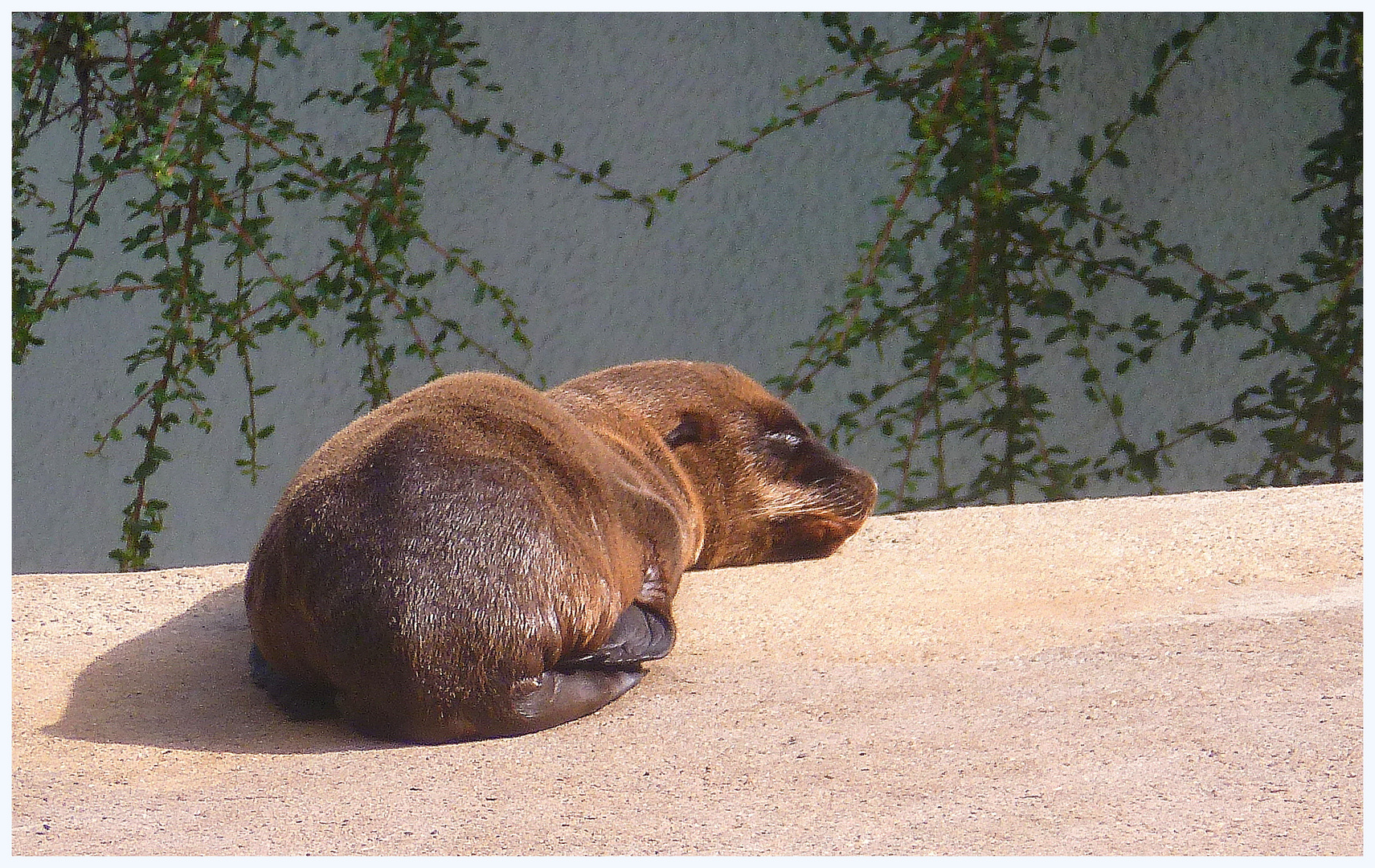 Nachwuchs bei den Seehunden