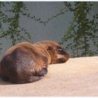 Nachwuchs bei den Seehunden