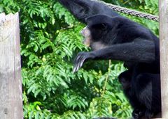 Nachwuchs bei den Siamangs!