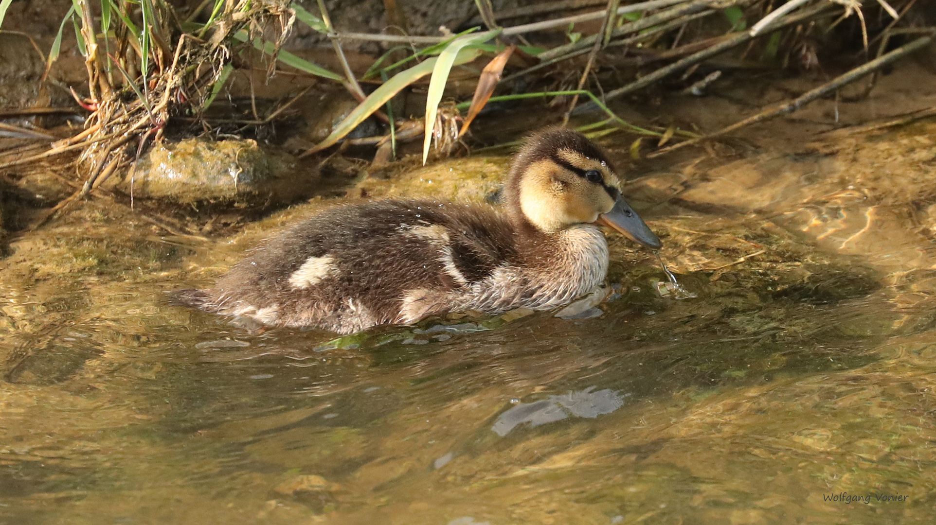 Nachwuchs bei den Wild,-bzw Stockenten