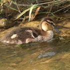 Nachwuchs bei den Wild,-bzw Stockenten