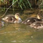 Nachwuchs bei den Wild,-bzw Stockenten