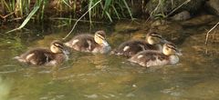 Nachwuchs bei den Wild,-bzw Stockenten