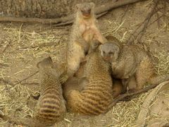 Nachwuchs bei den Zwergmangusten im Krefelder Zoo