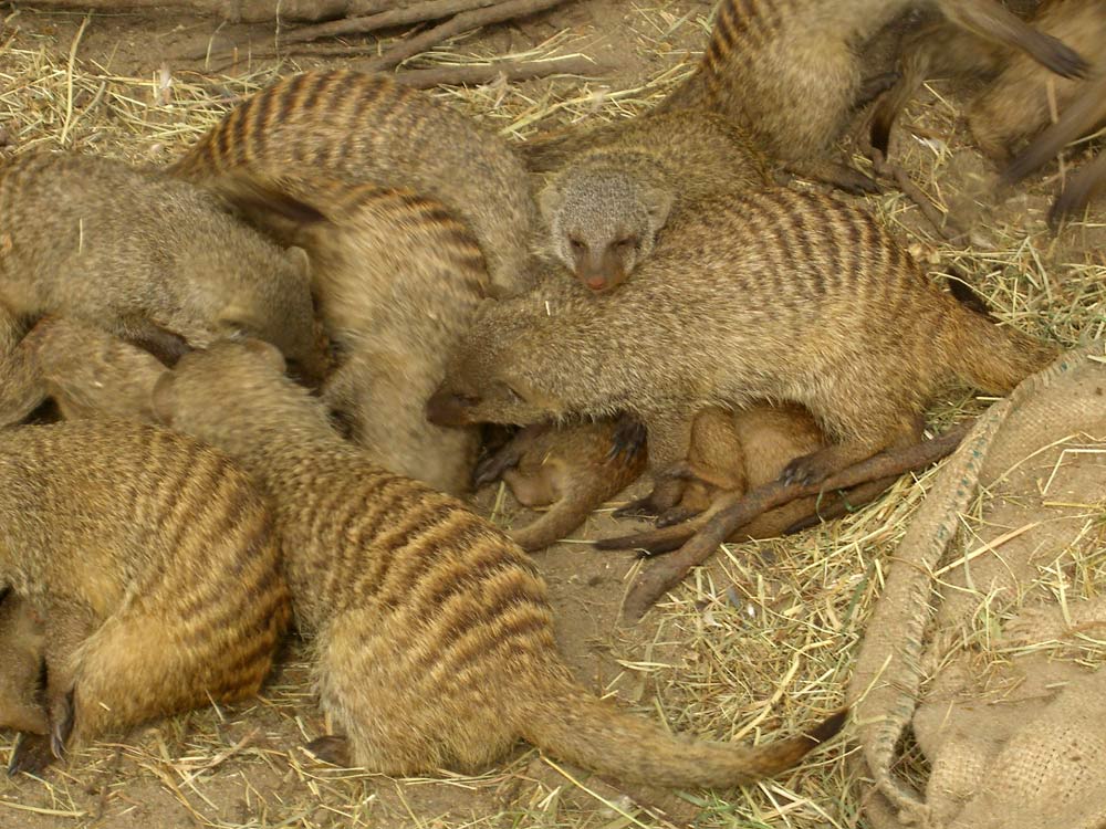 Nachwuchs bei den Zwergmangusten - Zoo Krefeld