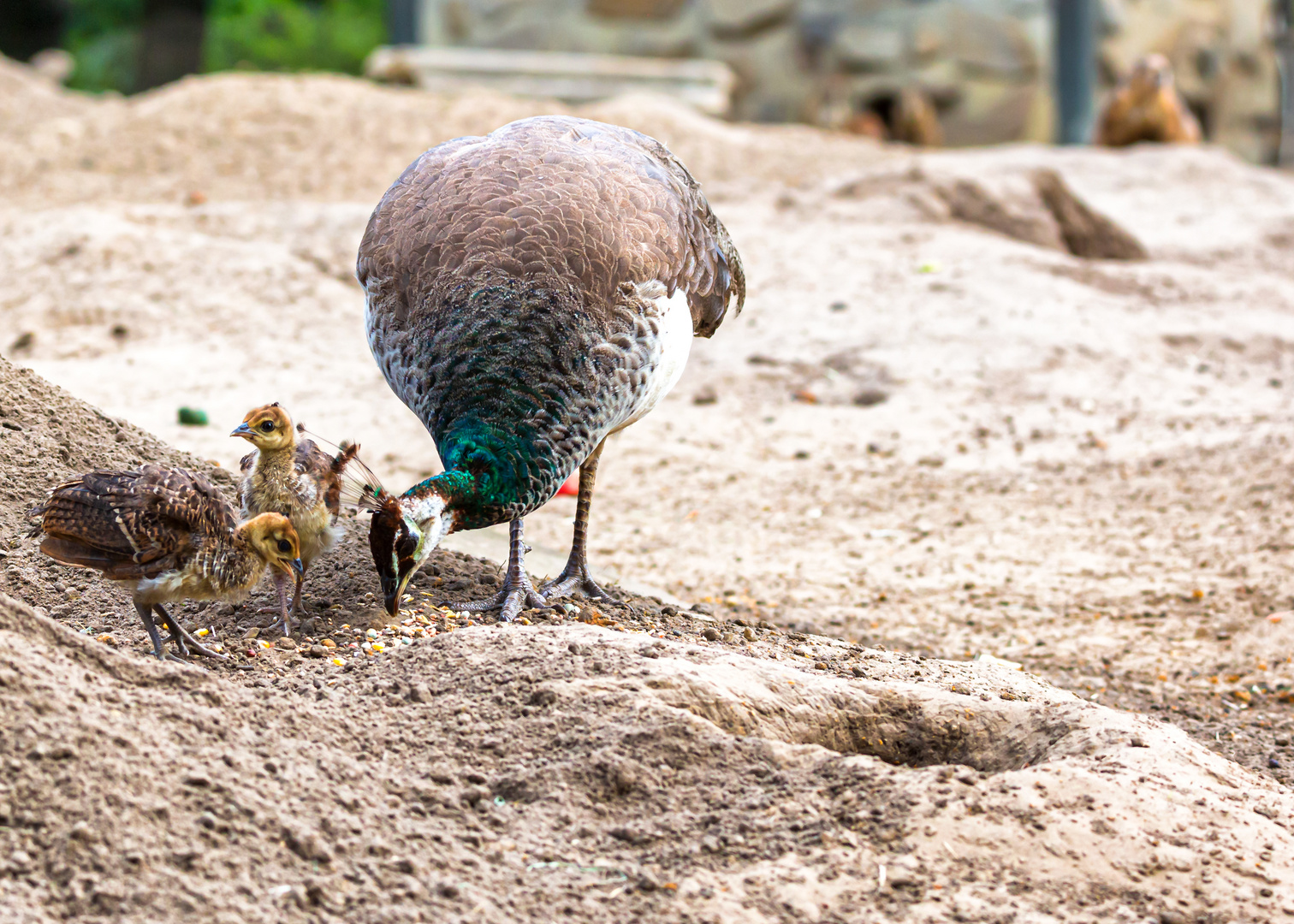 Nachwuchs bei der Blaue Pfau