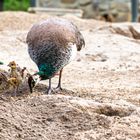 Nachwuchs bei der Blaue Pfau