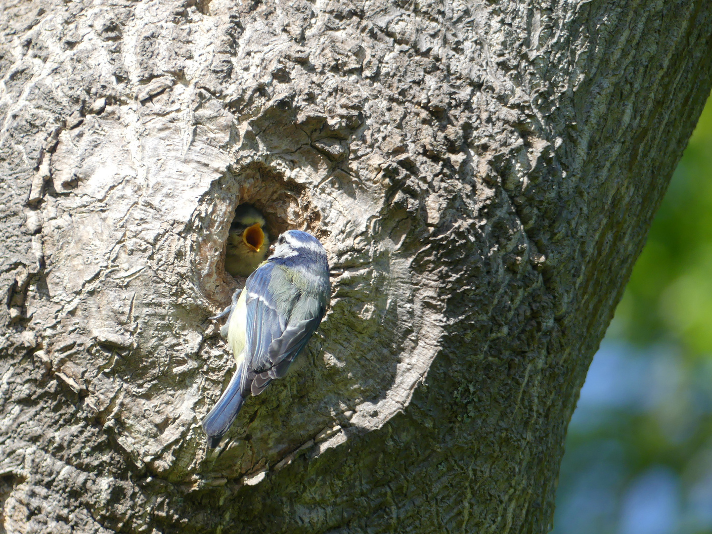 Nachwuchs bei der Blaumeise