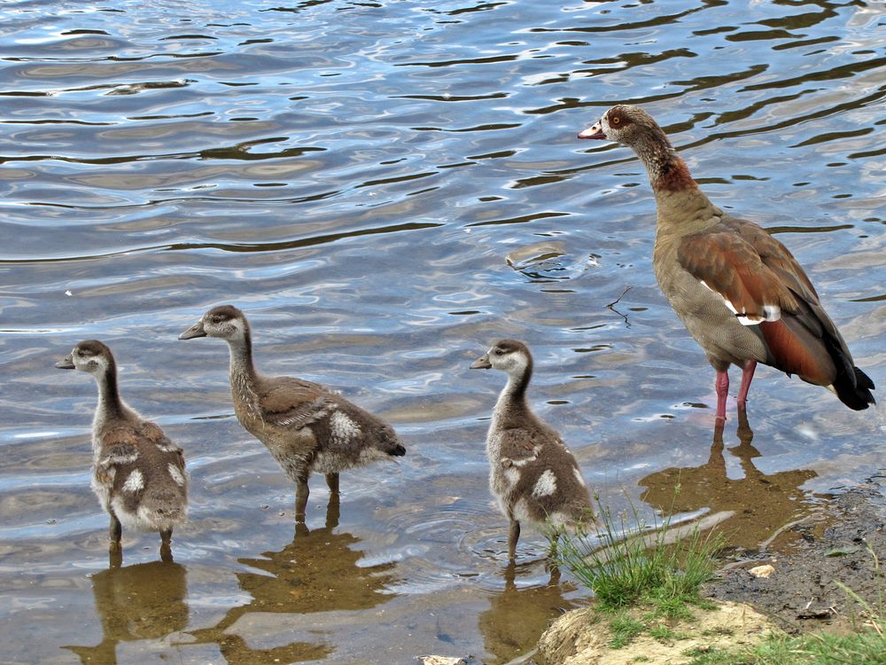 Nachwuchs bei der Nilgans