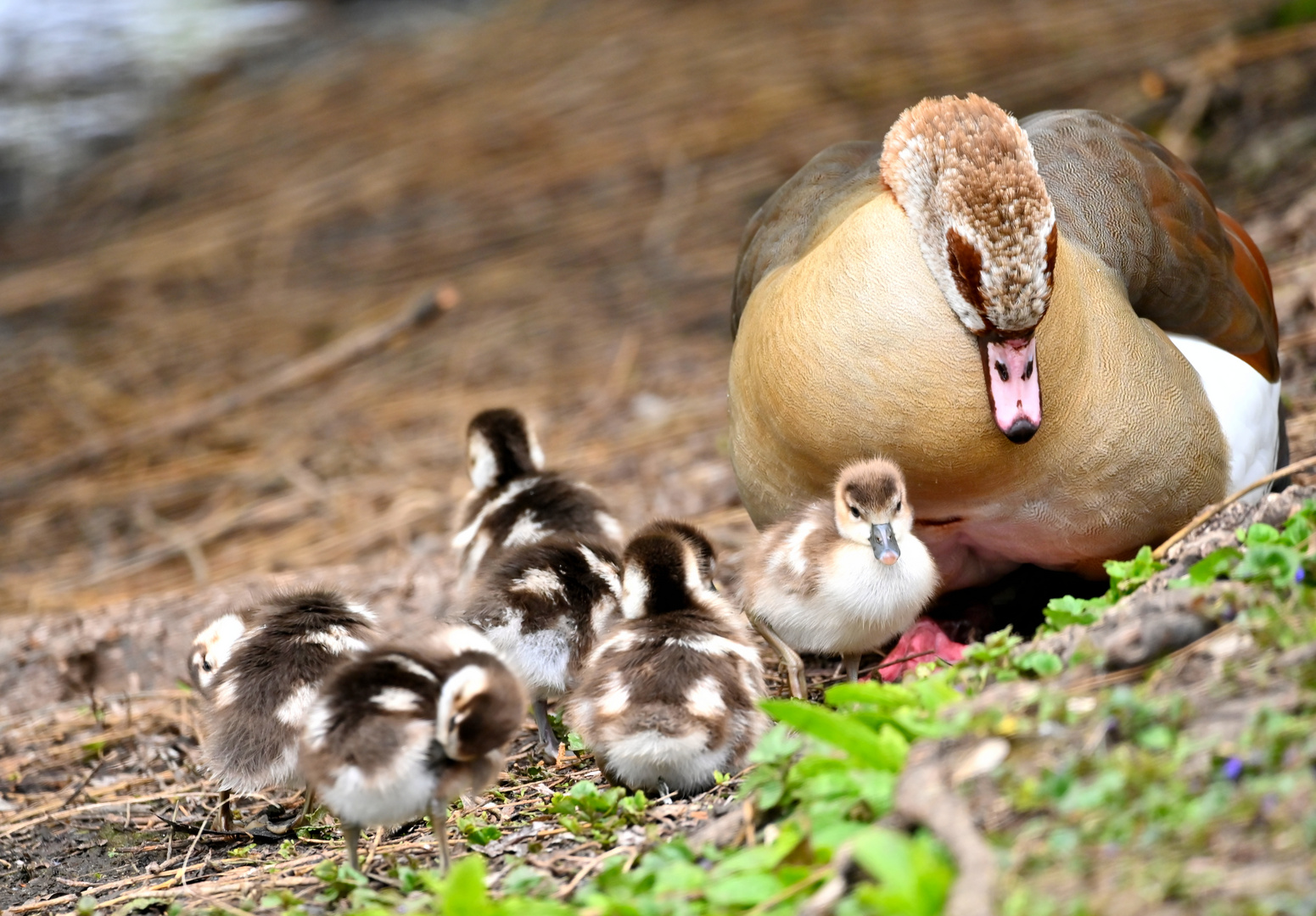 Nachwuchs bei der Nilgans