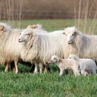 Nachwuchs bei einer Skudden-Heerde