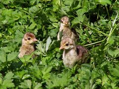 Nachwuchs bei Fam. Pfau