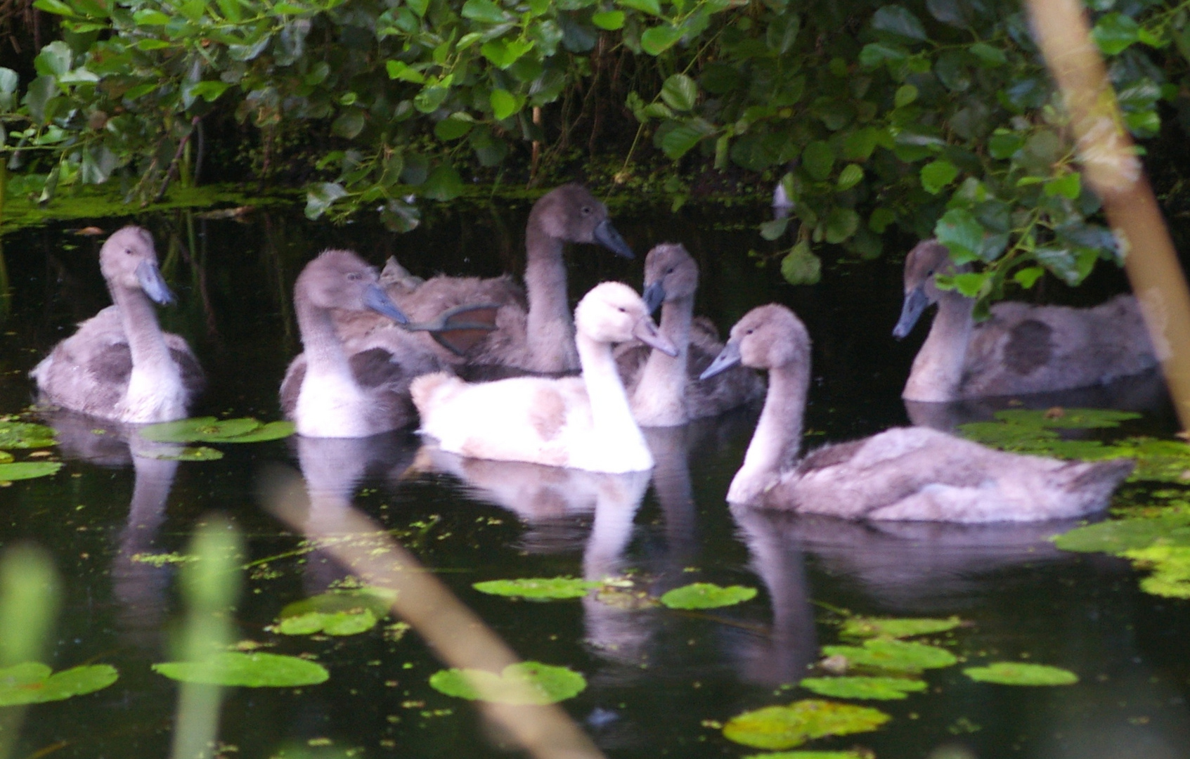 Nachwuchs bei Fam. Schwan im Drömling