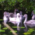 Nachwuchs bei Fam. Schwan im Drömling