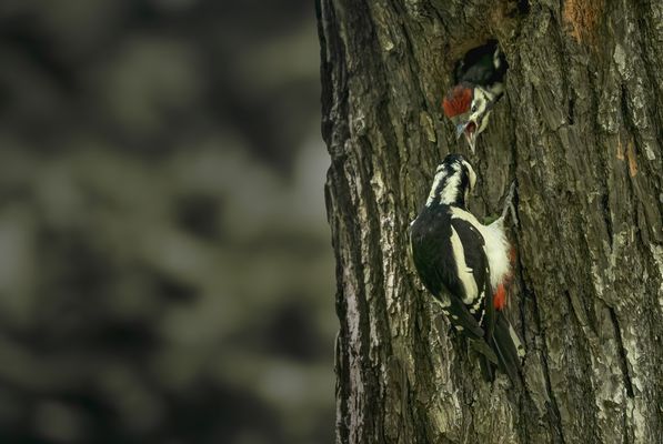 Nachwuchs bei Familie Buntspecht