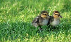 Nachwuchs bei Familie Duck