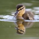 Nachwuchs bei Familie Ente ...