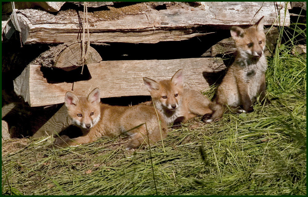 Nachwuchs bei Familie Fuchs