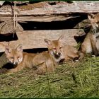 Nachwuchs bei Familie Fuchs