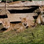 Nachwuchs bei Familie Fuchs