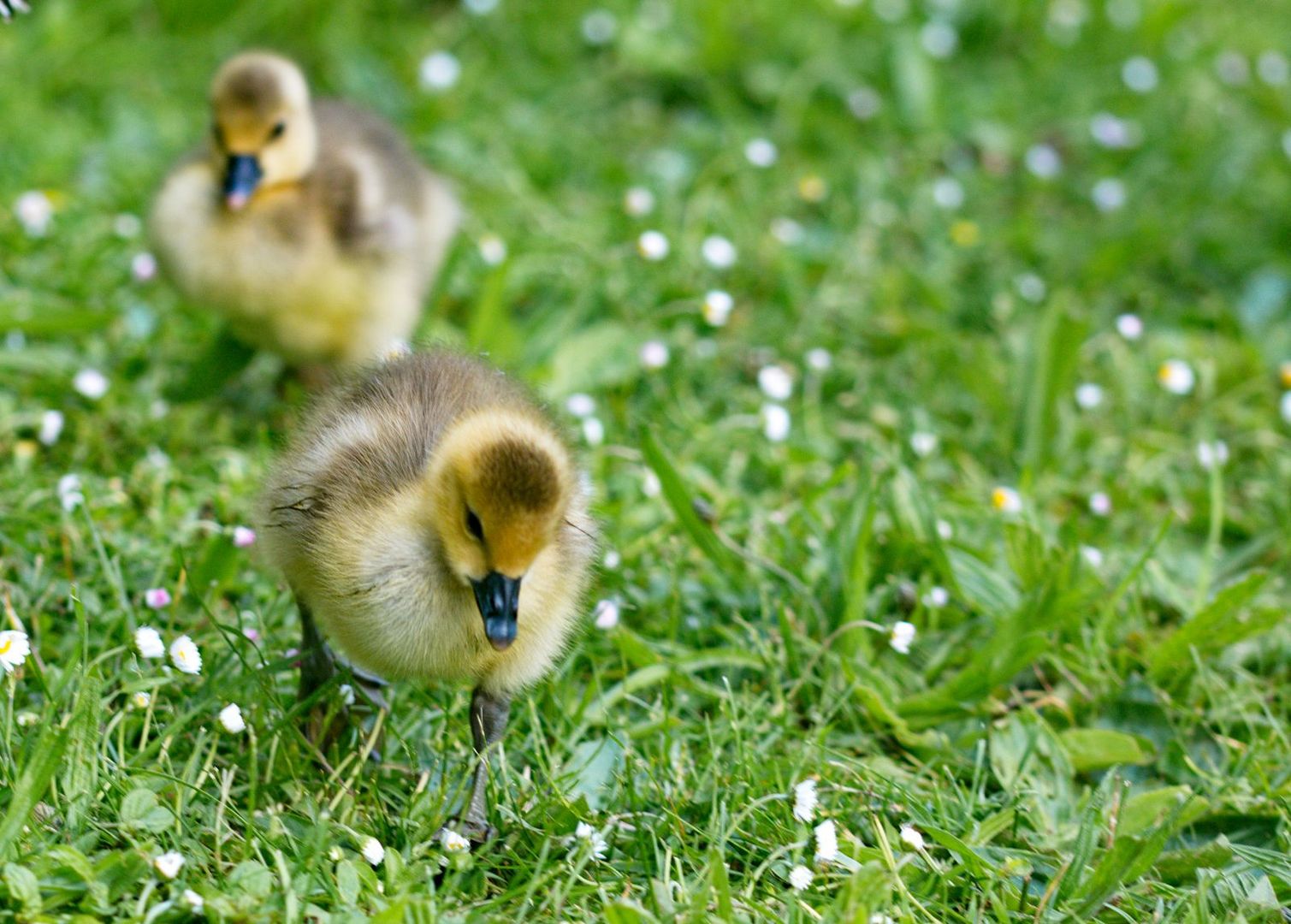 Nachwuchs bei Familie Gans