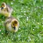 Nachwuchs bei Familie Gans