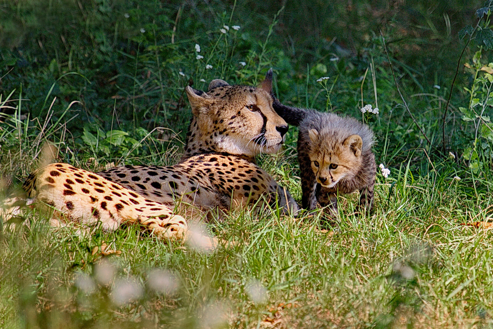 Nachwuchs bei Familie Gepard