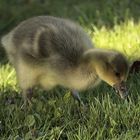 Nachwuchs bei Familie Graugans