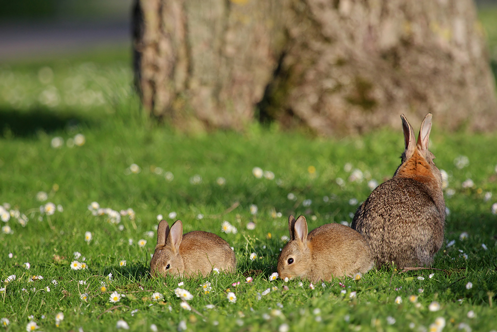 Nachwuchs bei Familie Kaninchen ...