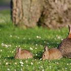 Nachwuchs bei Familie Kaninchen ...