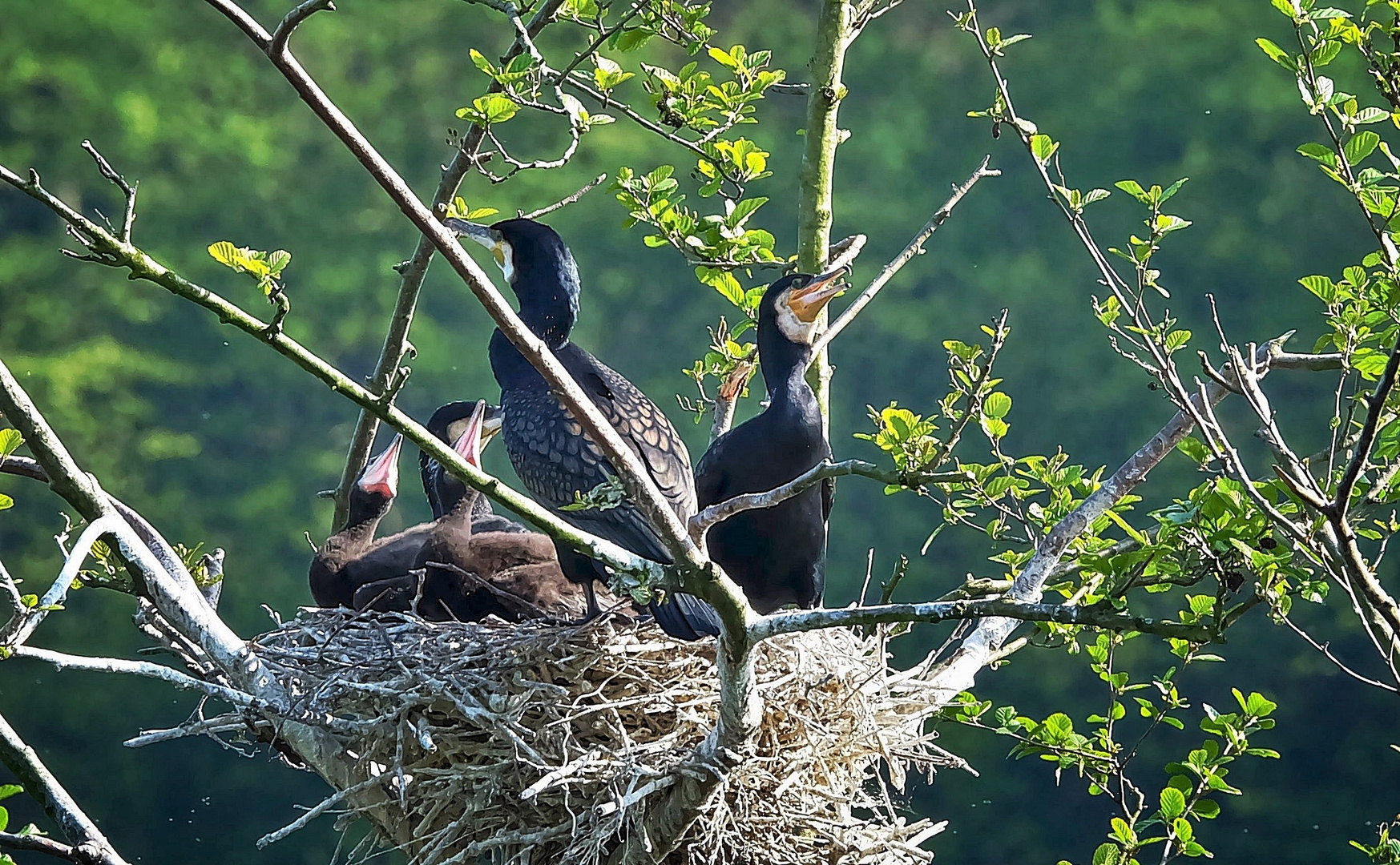 Nachwuchs bei Familie Kormoran