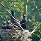 Nachwuchs bei Familie Kormoran