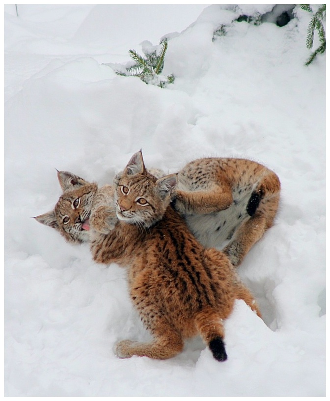 Nachwuchs bei Familie Luchs im Nationalpark Bayerischer Wald