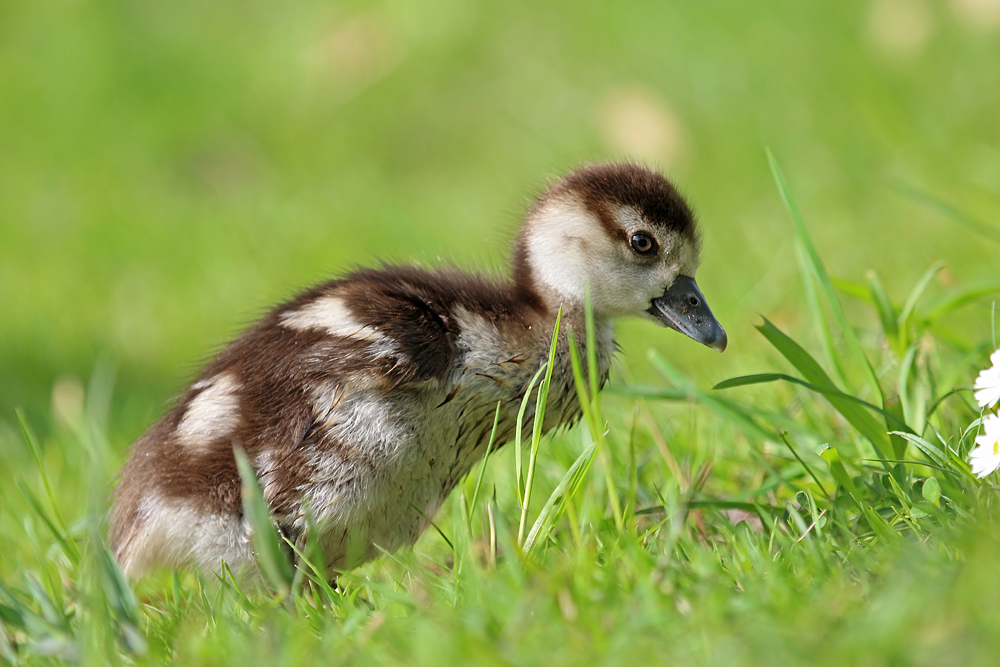 Nachwuchs bei Familie Nilgans ...