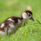 Nachwuchs bei Familie Nilgans ...