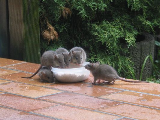 Nachwuchs bei Familie Ratz