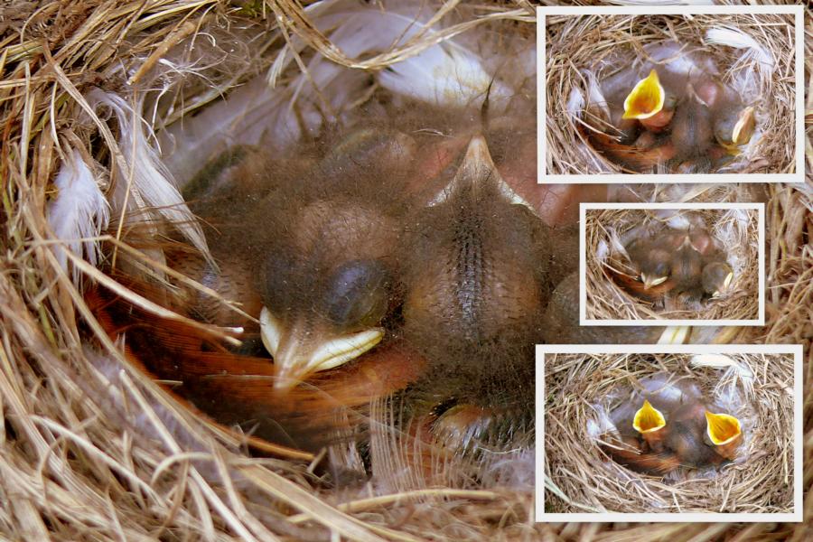 Nachwuchs bei Familie Rotschwänzchen