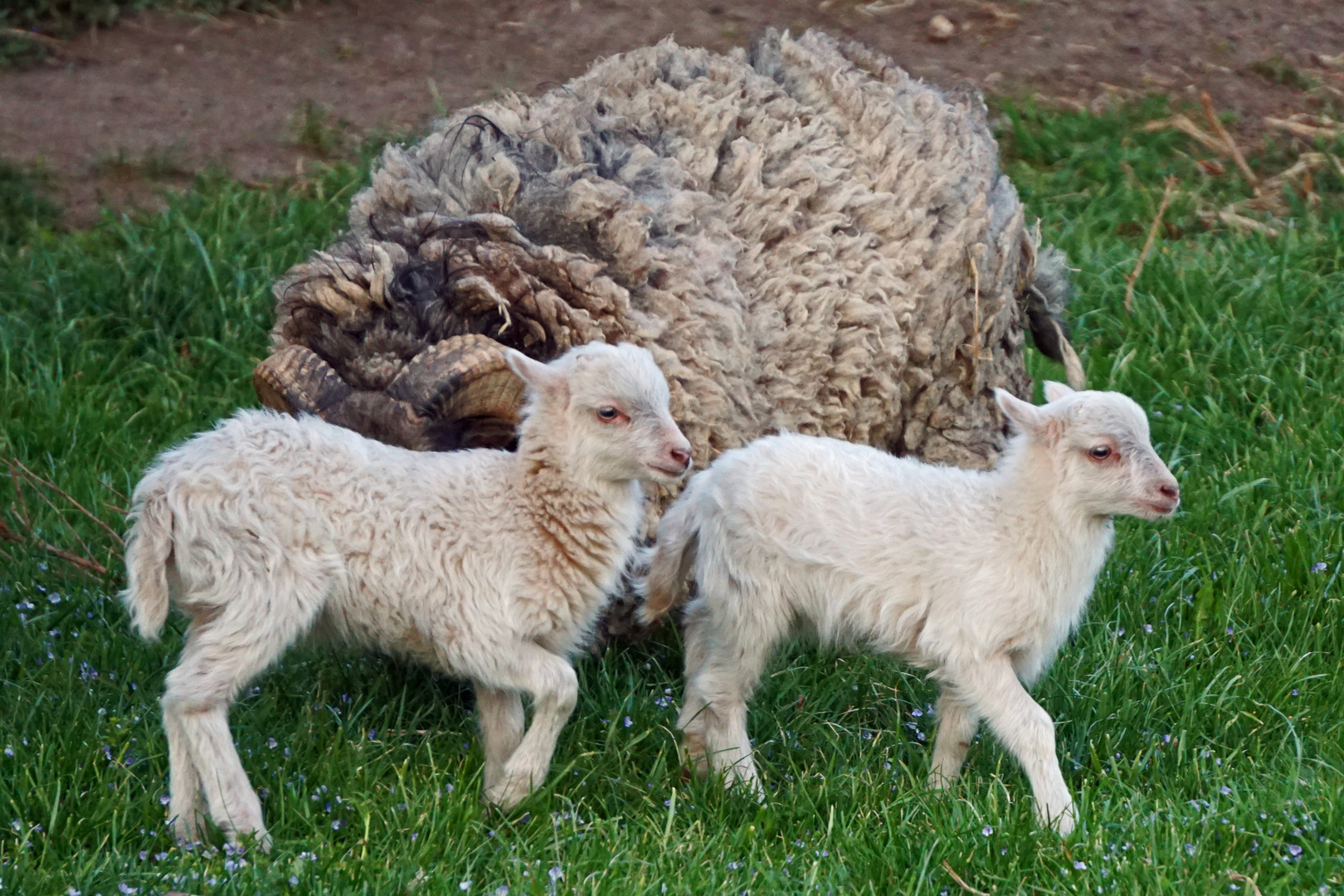 Nachwuchs bei Familie Schaf