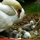 Nachwuchs bei Familie Schwan