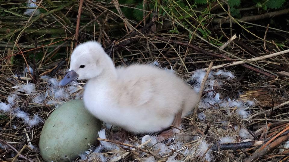 Nachwuchs bei Familie Schwan