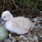 Nachwuchs bei Familie Schwan