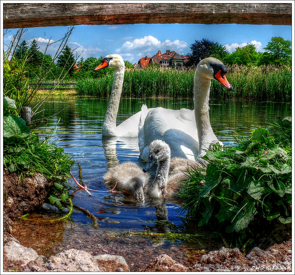 Nachwuchs bei Familie Schwan