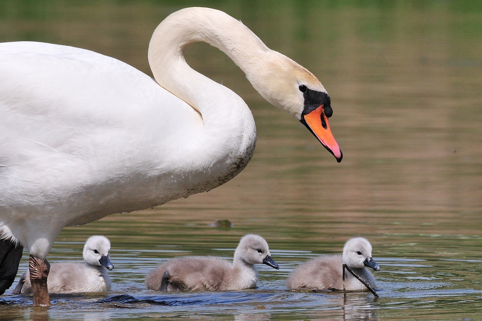 Nachwuchs bei Familie Schwan