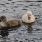 Nachwuchs bei Familie Schwan