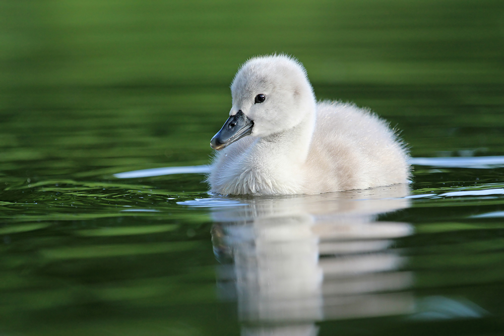 Nachwuchs bei Familie Schwan ...