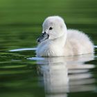 Nachwuchs bei Familie Schwan ...