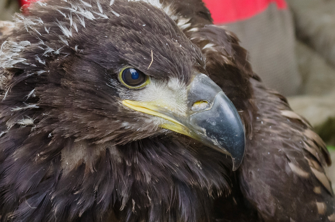 Nachwuchs bei Familie Seeadler