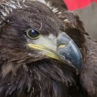 Nachwuchs bei Familie Seeadler