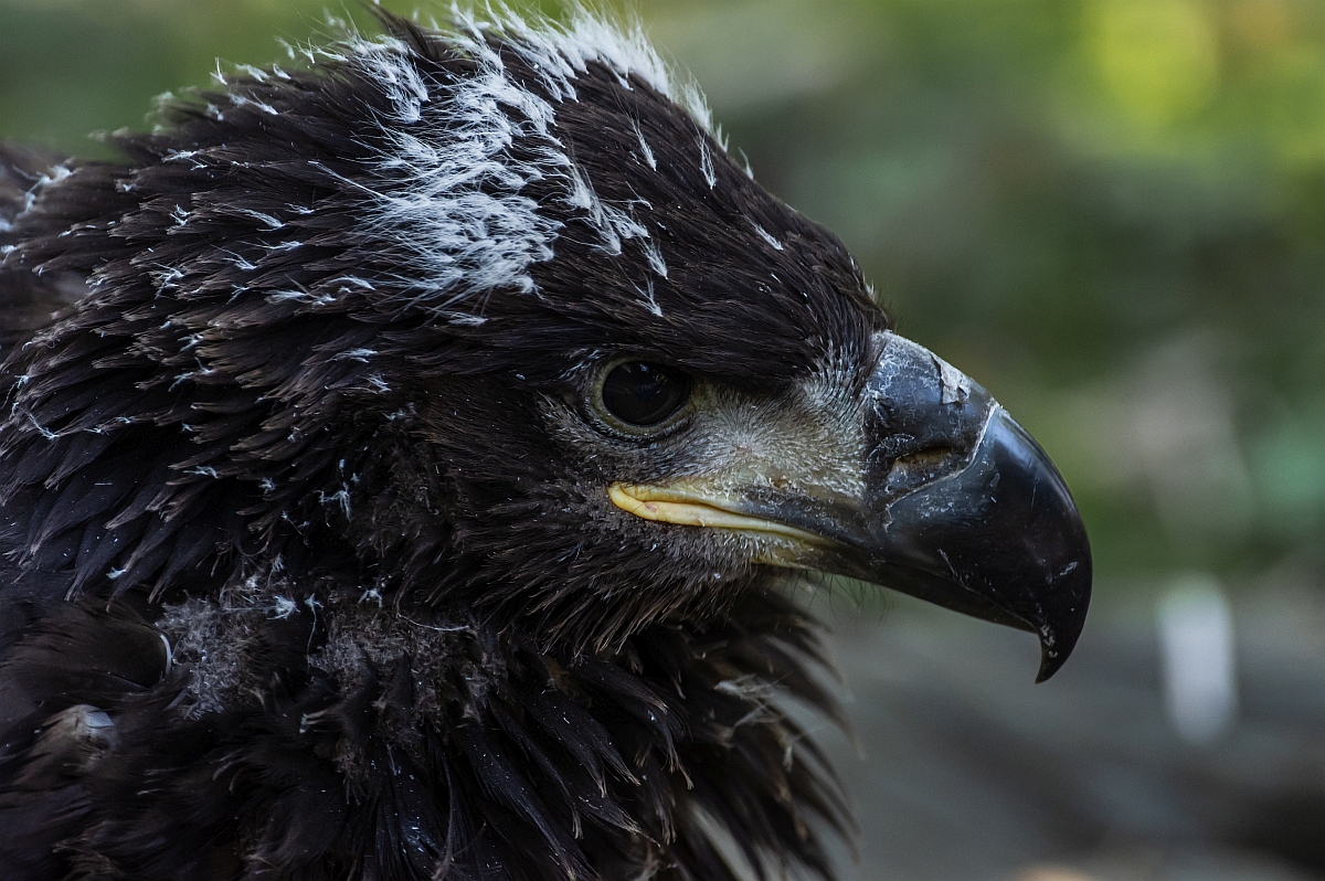 Nachwuchs bei Familie Seeadler